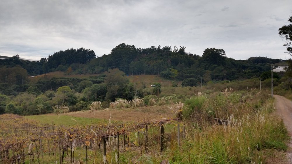 Chcara - Venda - Floresta - Caxias do Sul - RS